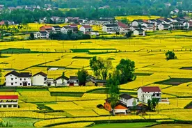 2019中国最美油菜花海汉中旅游文化节即将开幕图片
