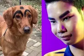 金毛犬“长眉毛”走红，神似发际线男孩视频封面