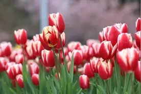 春天里，樱花遇见郁金香视频封面