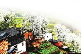 这个春天，去婺源赴一场“花田喜事”图片