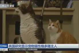宠物猫性格多随主人，主人如果抑郁，猫主子就更有攻击性还更胖！视频封面