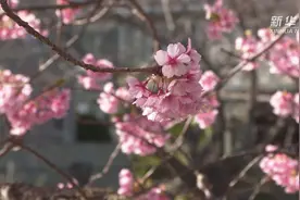 快来看，这是日本“河津樱”最美的时刻视频封面