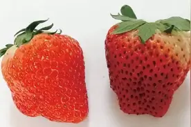 奇形怪状、个头太大的草莓都是打了膨大剂？是时候知道真相了！图片