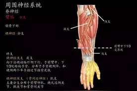 【健康】这套“手指操”真棒！4个动作让大脑反应更快图片