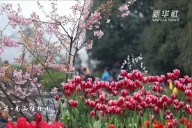 樱花遇见郁金香视频封面