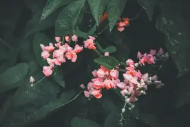 周末买花？来看这些花市是不是在你家附近！图片