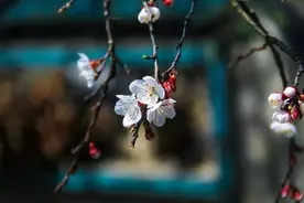 又是一年赏花季！乱花渐欲迷人眼，教你分清谁是谁图片