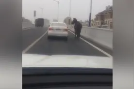 高架桥上开车遛马，交警：厉害了，得罚