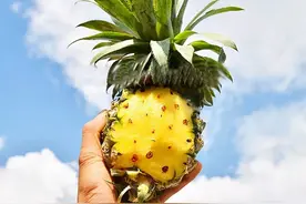 急需助力！近千名果农忧心忡忡，1.4万亩香水小菠萝盼销路……图片