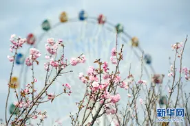 深圳：花开鹏城 唯美如画视频封面