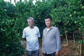 橙子和足球 讲述褚时健和许家印的创业四年图片
