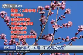 阳春三月花待命，春意盎然柳鹅黄！跟着“江苏赏花地图”去赏花视频封面