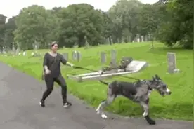 狂犬病致死率100%，这些救命知识你知道吗？快问医生！图片