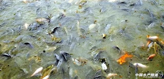 鱼肉品质的影响因素及改善鱼肉品味的措施