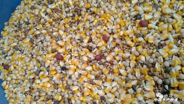 鱼肉品质的影响因素及改善鱼肉品味的措施