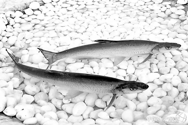 鱼肉品质的影响因素及改善鱼肉品味的措施