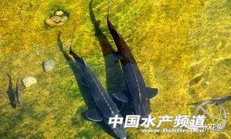 鱼肉品质的影响因素及改善鱼肉品味的措施