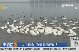 三月气温回暖，荣成樱花湖白天鹅聚集，人工投食为天鹅回迁助力视频封面