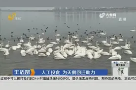 三月气温回暖，荣成樱花湖白天鹅聚集，人工投食为天鹅回迁助力视频封面