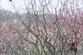 半价就能去欢乐谷玩！三八国际妇女节，沪上景区为女性送上福利视频封面
