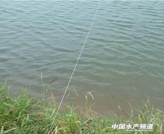 春季低温期如何有效肥水？