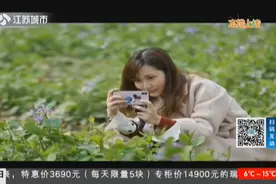 阳春三月，草长莺飞！南理工二月兰初放，成为校园一道靓丽的风景