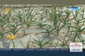 创新农业保险模式：蔬菜价格指数保险，为种植保“价”护航视频封面