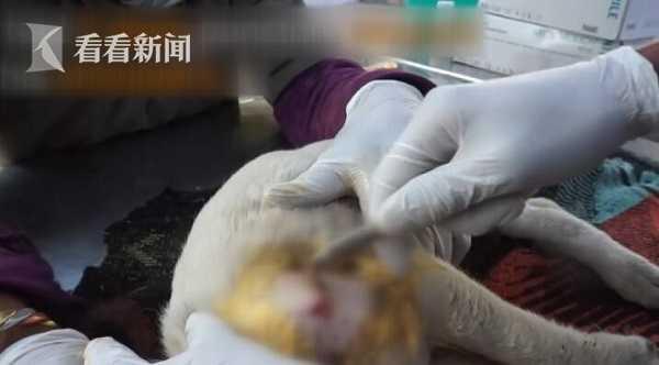 快救救它！小狗肩负两伤痛苦哀嚎 狗妈妈疯狂吼叫求救