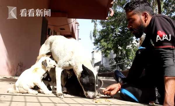 快救救它！小狗肩负两伤痛苦哀嚎 狗妈妈疯狂吼叫求救