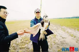 鱼鹰误入机场撞上驱鸟神器 厦门机场驱鸟队守护飞行安全图片