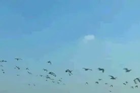 飞鸟翔集碧波荡漾 美哉南大港湿地视频封面
