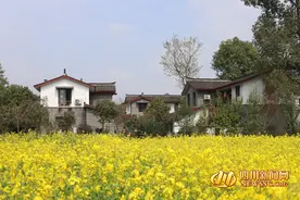 油菜花开春光好 成都青杠树村迎来最美田园春景图片