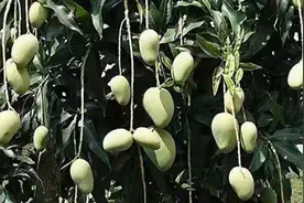 三亚一高校向校友寄自种芒果，全国包邮视频封面