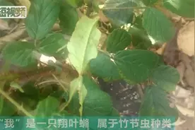 行走的“树叶”！云南普洱发现罕见竹节虫种类视频封面
