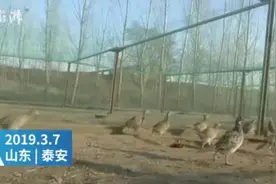 泰安“山鸡妹”火了！带着80岁的爷爷直播“吸粉”50万视频封面