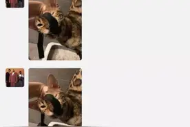 留学情侣虐猫引发全网震怒 学联回应图片