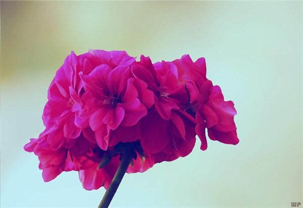 胶原蛋白流失会长痘吗 胶原蛋白流失会导致发胖吗?