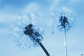 让自己坚强的励志语录，句句阳光正能量！图片