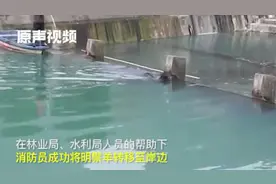 陕西汉中明鬃羊“下山游玩”惊动消防员！刚在河里游完水就被捉拿视频封面