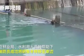 陕西汉中明鬃羊“下山游玩”惊动消防员！刚在河里游完水就被捉拿视频封面