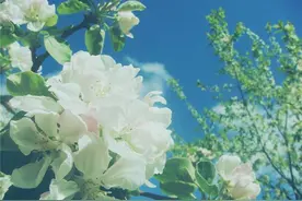 深入人心的情感短语，情真意切，让人沉醉图片