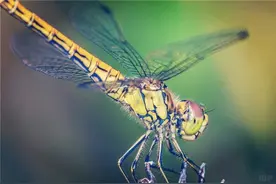 想要见到繁华，先要走过荒凉，不拒绝忙碌，它是一种充实图片