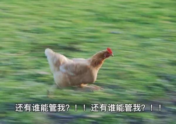 小鸡过马路破解版（柳州一只战斗鸡在车流中跑路）