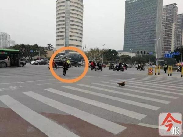 柳州一只“战斗鸡”在车流中“跑路”，交警都拿它没办法