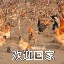 柳州一只“战斗鸡”在车流中“跑路”，交警都拿它没办法