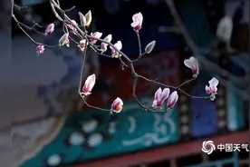 Magic|北京：春到颐和园 玉兰花开俏视频封面