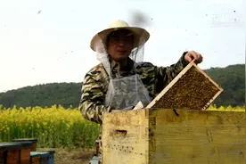 侗乡春日花蜜香视频封面