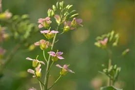 白的红的黄的紫的粉的…各种花色的油菜花！视频封面