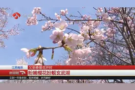 南京玄武湖樱花节拉开帷幕，早樱争相开放，游人纷纷拍照留念视频封面
