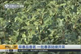 早春三月，春茶飘香，阳羡茶碧螺春等一大批早春茶迎来开采期视频封面